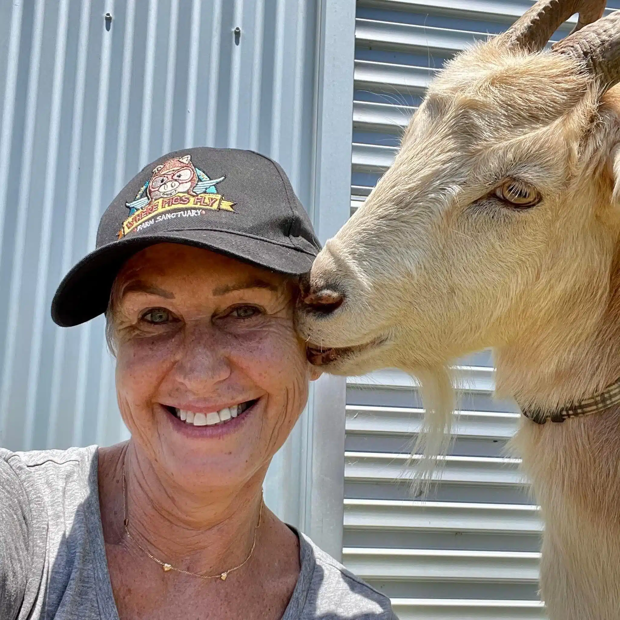 Gifts for animal lovers from Where Pigs Fly Farm Sanctuary