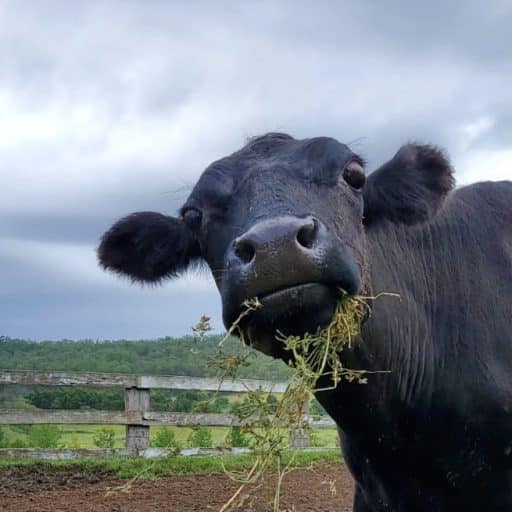 Blind cow Oink