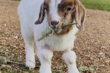 Fergus – Orphaned baby goat
