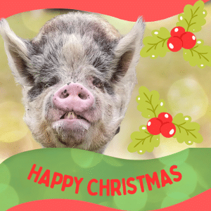 Donation Gift | Xmas | Bubbles