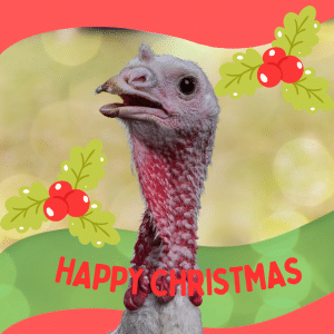 Donation Gift | Xmas | Bunce