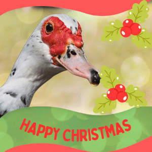 Donation Gift | Xmas | Elsie