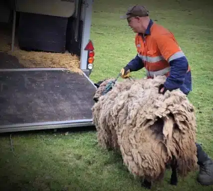 Man in a high-visibility orange jacket guides a huge, fluffy sheep toward an open trailer in a grassy field.