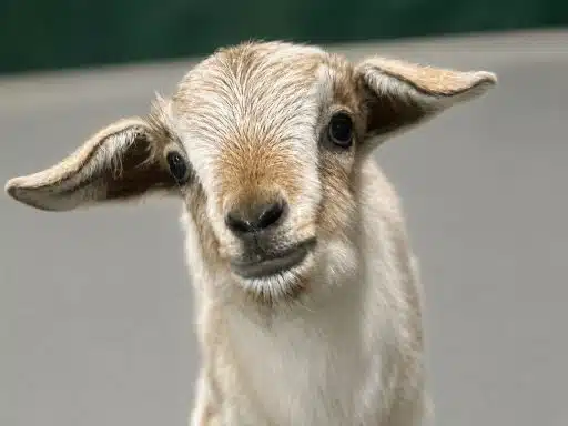 Close-up of a curious baby goat facing the camera, ears spread wide and cream-colored fur.