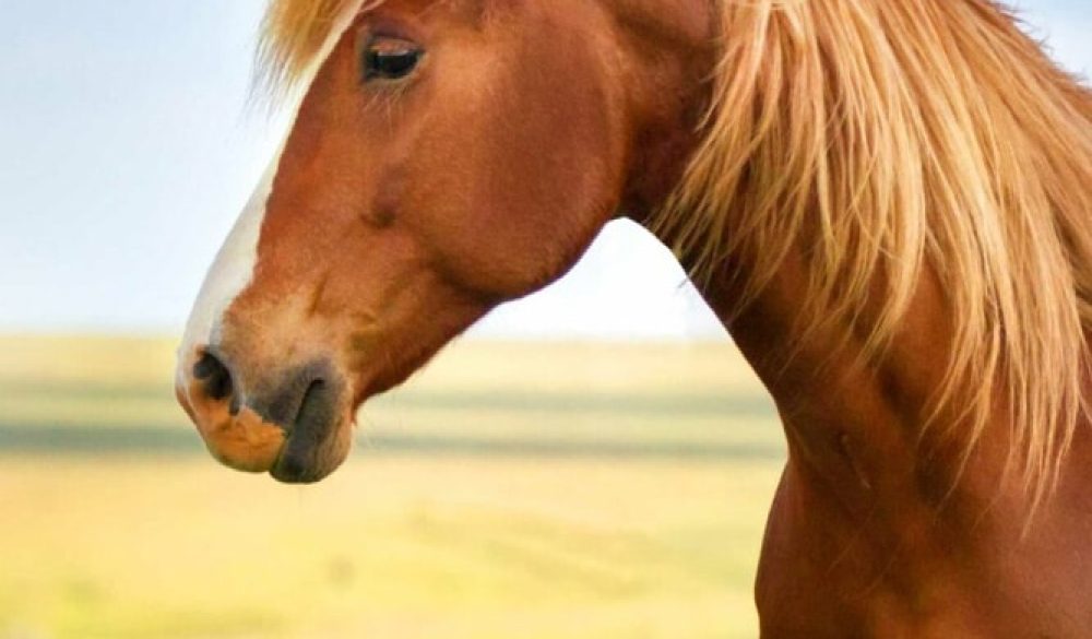 Horse6