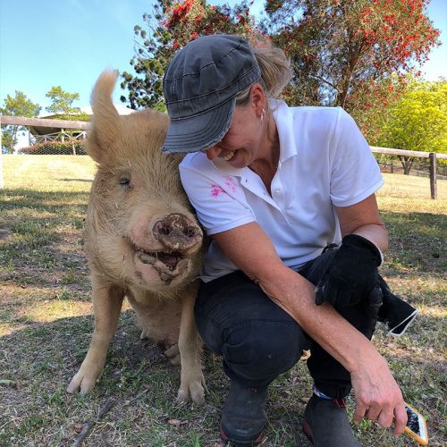 Donation gift cards supporting rescued animals at Where Pigs Fly Farm Sanctuary