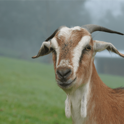 Sponsor a rescued animal at Where Pigs Fly Farm Sanctuary