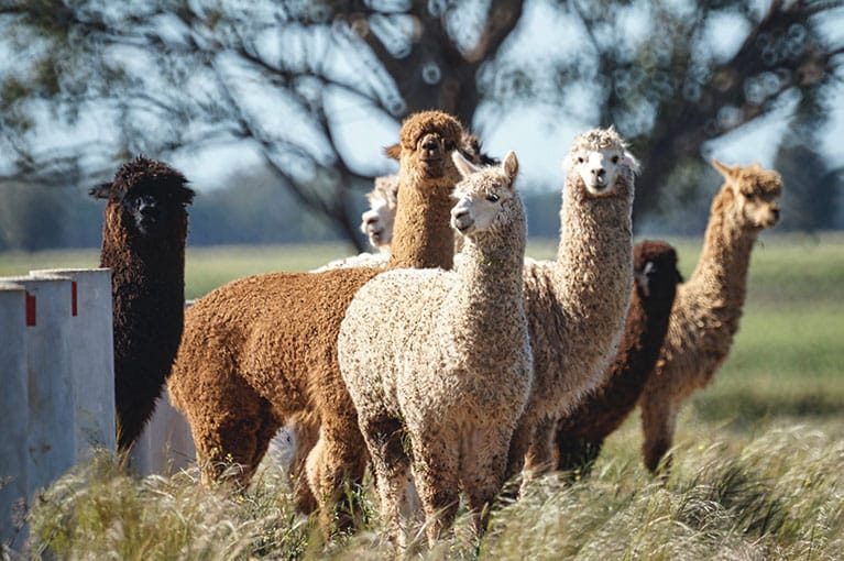 alpaca_slide_01