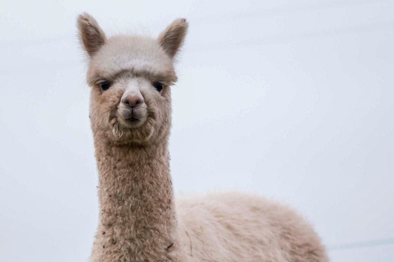 alpaca_slide_02