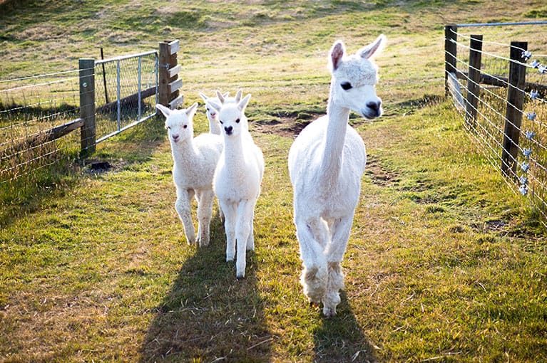 alpaca_slide_03