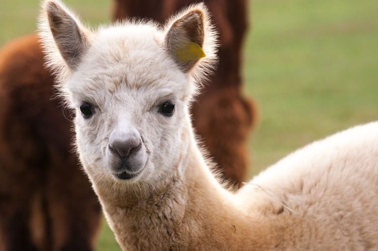 alpaca_slide_04