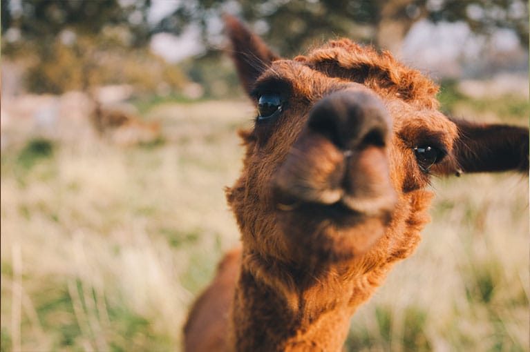 alpaca_slide_05