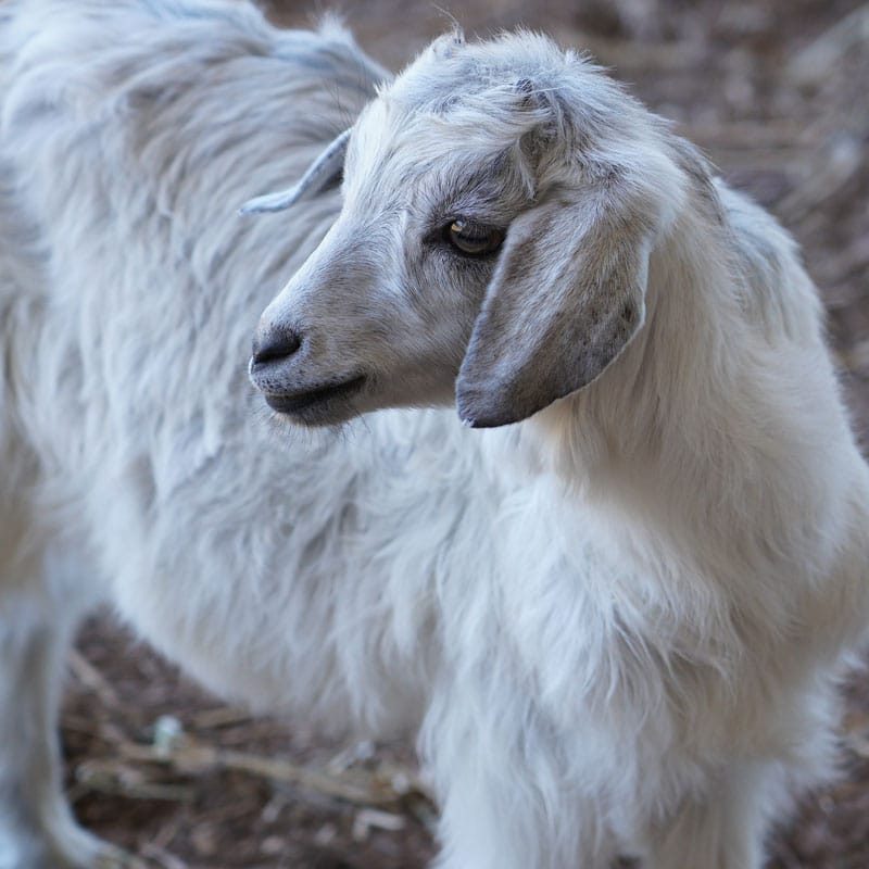 animals_goats_thumb